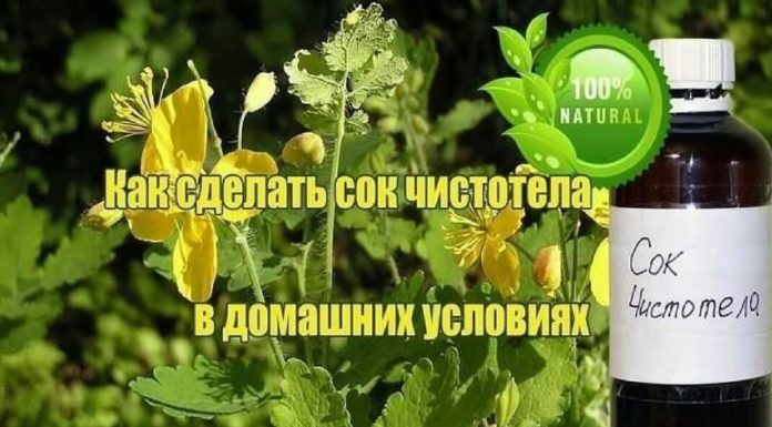 Чистотел лечение в домашних условиях Чистотел лечение в домашних условиях