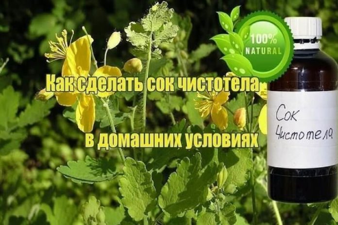 Как сделать сок из чистотела сам Как сделать сок из чистотела сам