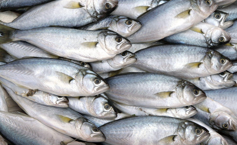 Fish_iStock_3633607_MEDIUM
