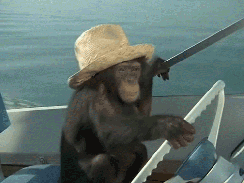 ambre gif