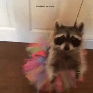 racoon