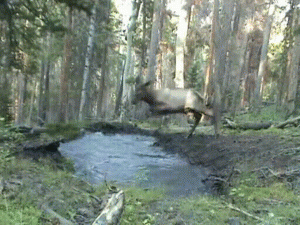 Plays Puddle GIF-source