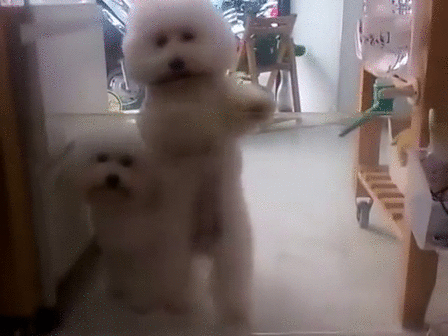 giphy (9)