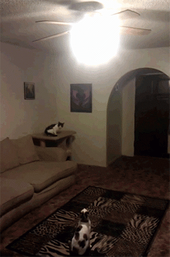 giphy (37)