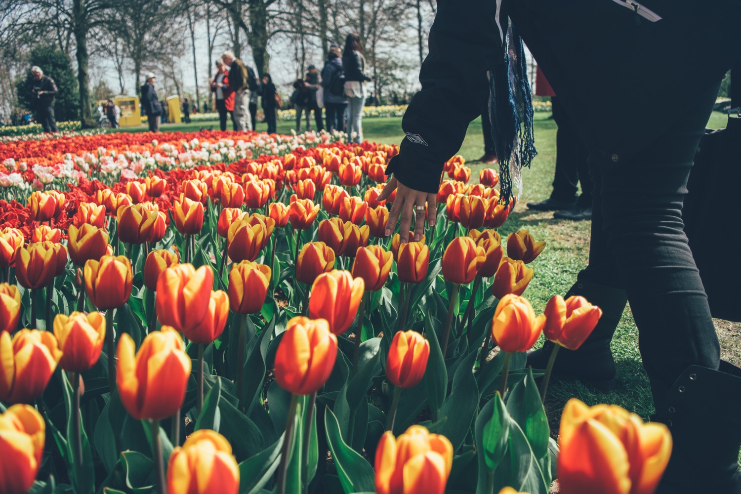 Tulpen aus Amsterdam. Foto: Mario Gogh/Unsplash