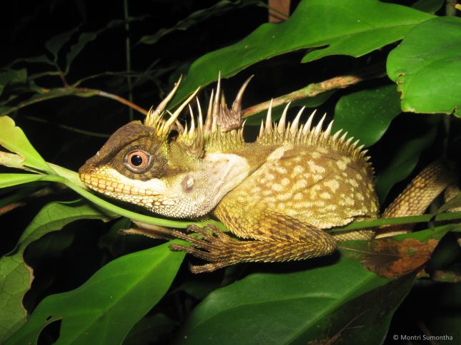 1acanthosaura-phuketensis
