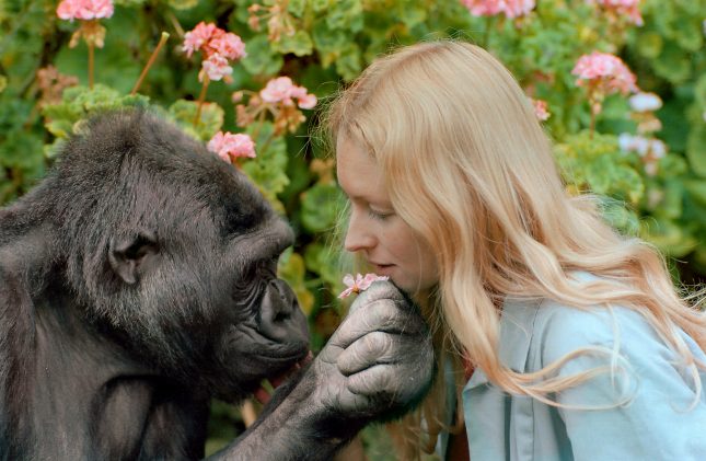 Koko & Penny Patterson. Koko holds a flower to Pennys nose.