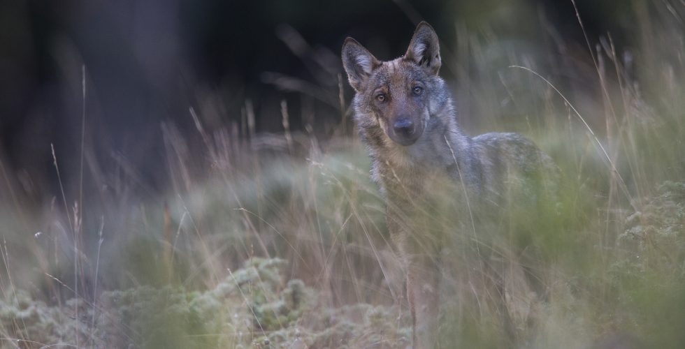 Wolven zien