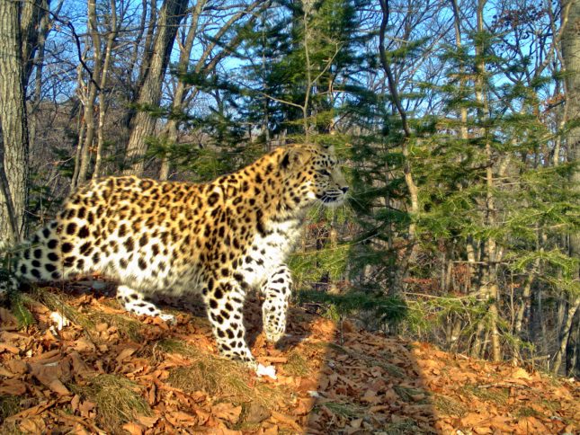 female-amur-leopard-leo-9f-denekly-moved-to-china_cameratrap-of-land-of-the-leoprad-np