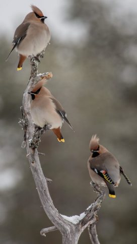 pestvogels_caroline-van-der-blij