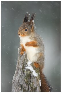 red-squirrel_v2a3174-793934