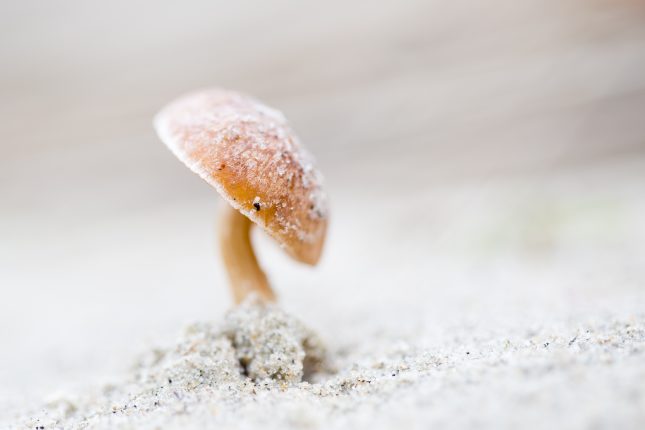 paddenstoeltje in de duinena