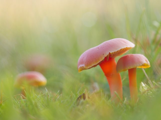 Scharlaken wasplaat