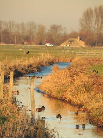 der-stromende-duinrel-in-de-catrijpermoor