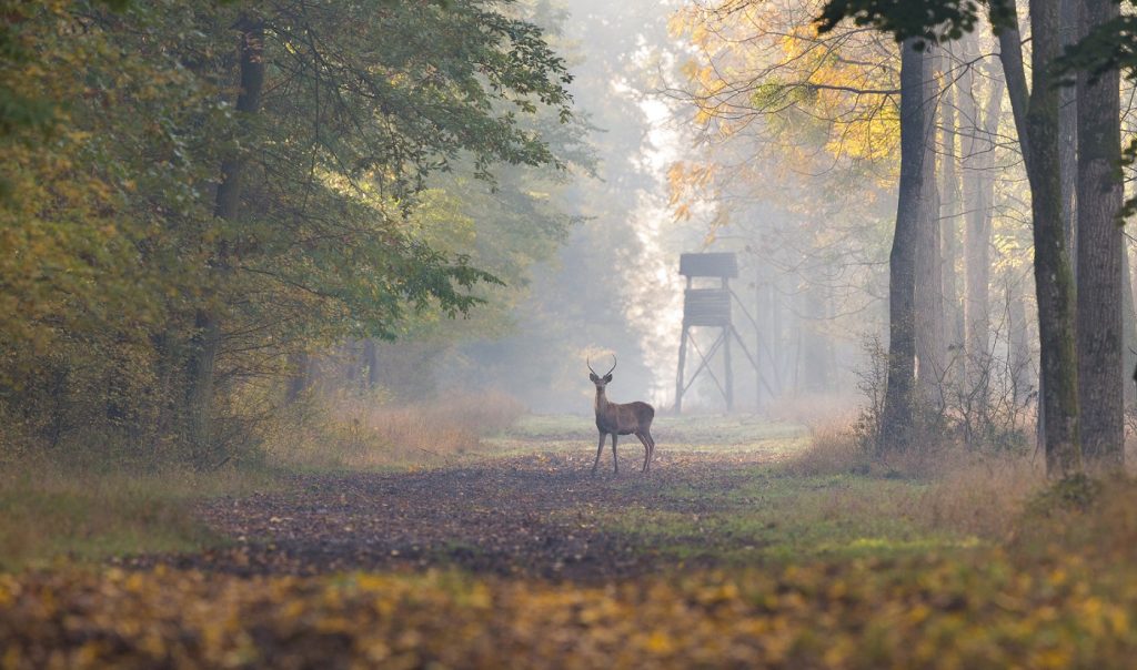 Young red deer standing in forest in autumn. Watch tower in background