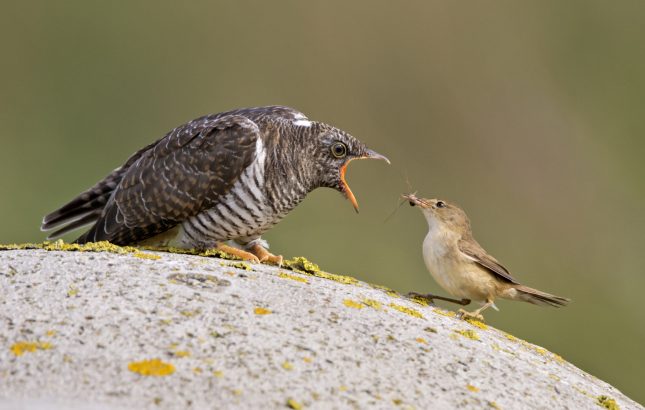 hooiwagen voor koekoeksjong