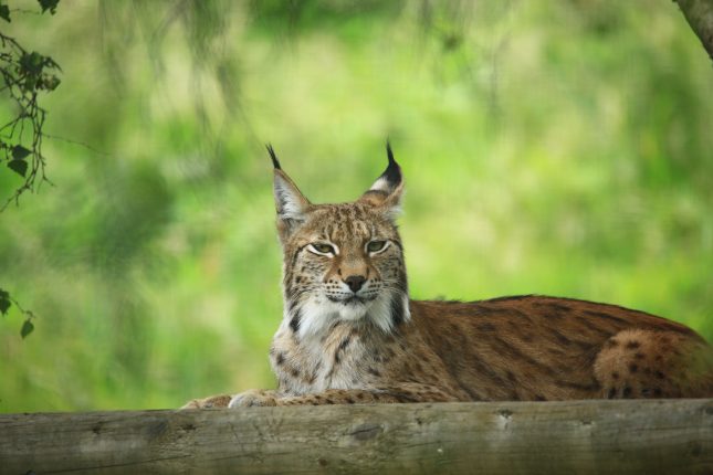 Luie lynx
