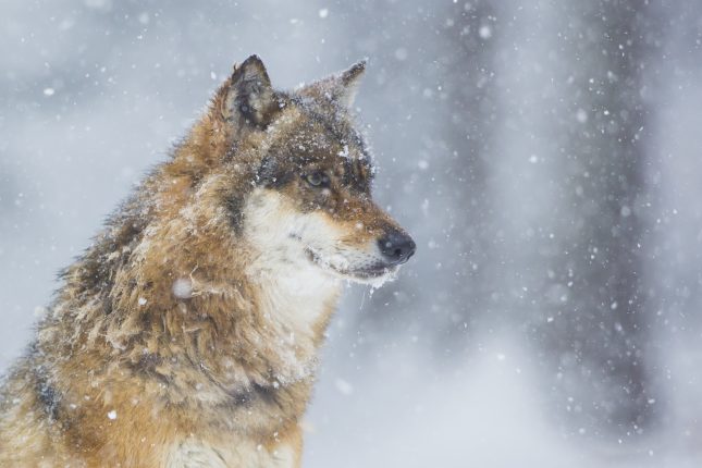 Wolf portret