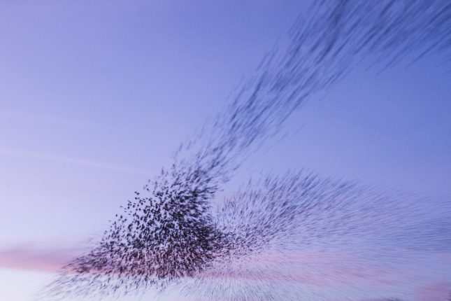 Spreeuwendans