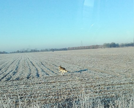 wolfdrenthe