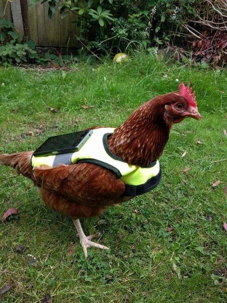 Pokemon Go - poule couveuse