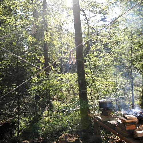 Stedsans in the Woods