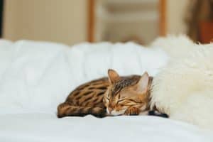 dormire