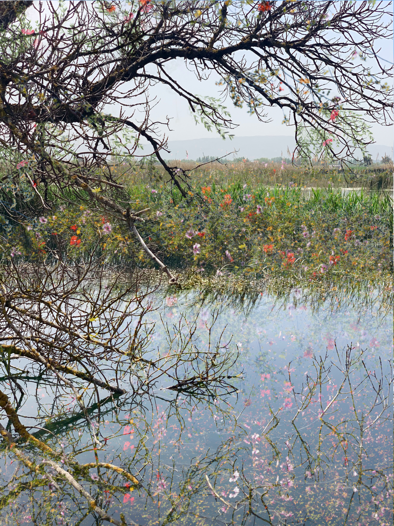 gallery artwork titled: Reflections image alt