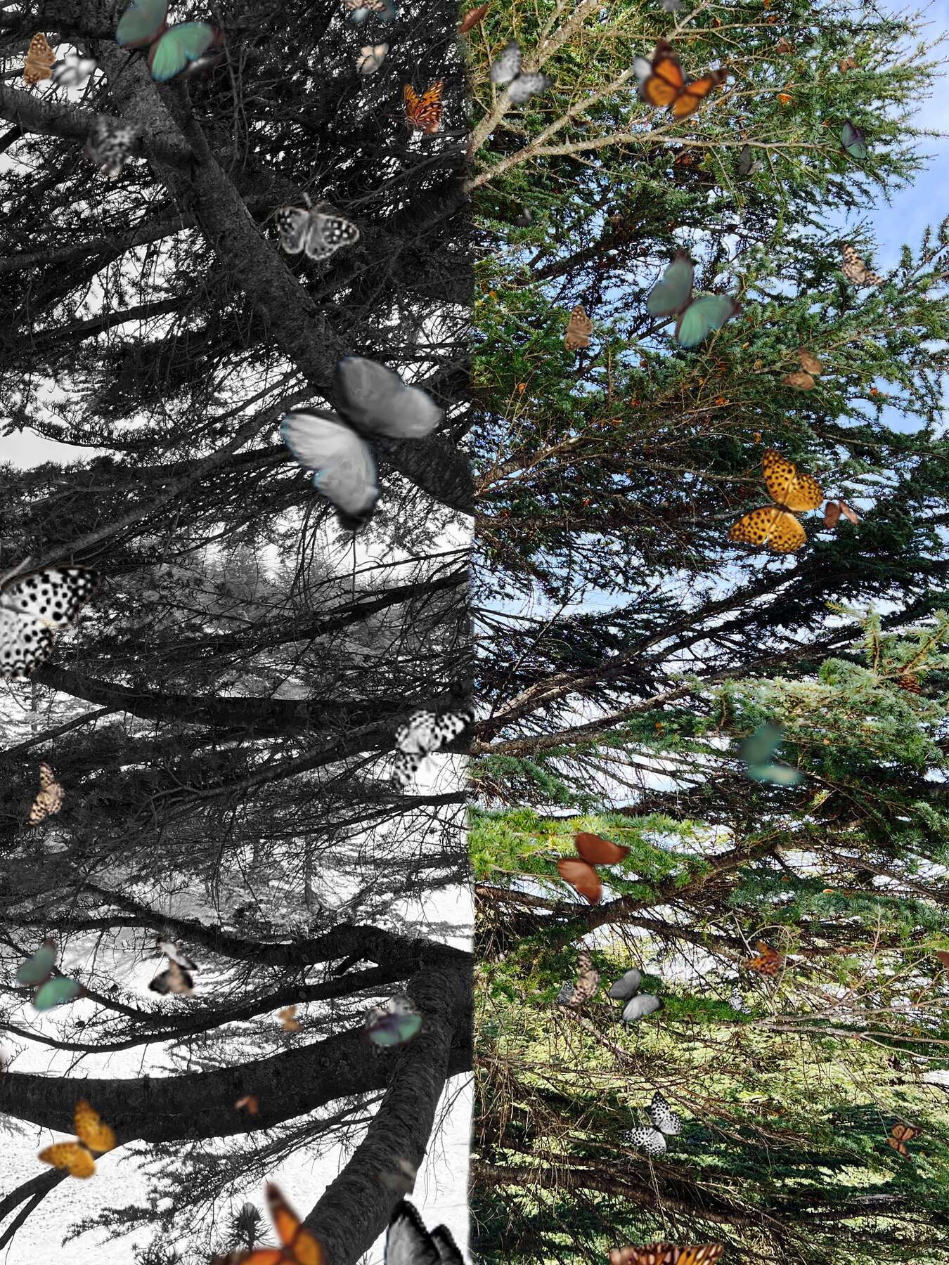 gallery artwork titled: Transitions Dyptich image alt