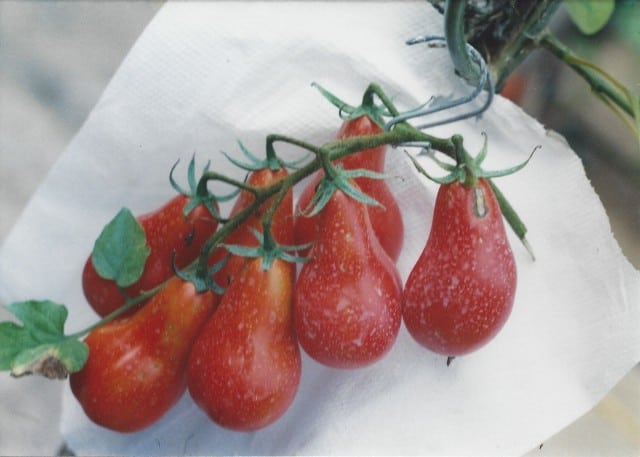 Pomodori fiaschetto