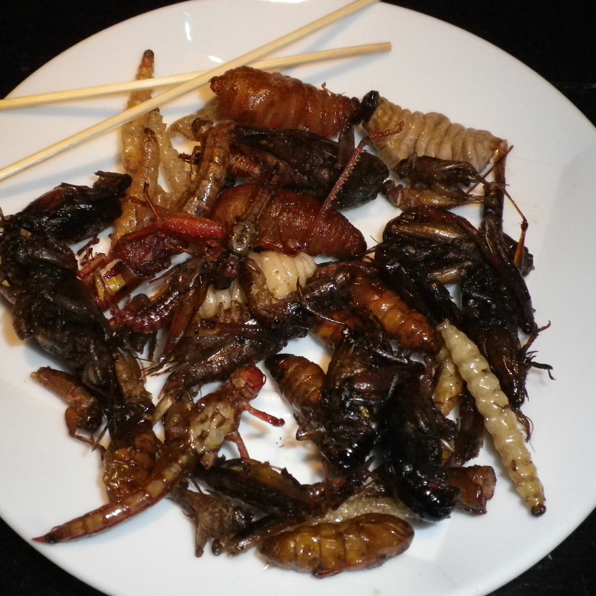 Insekten Delikatesse Insekten Delikatesse