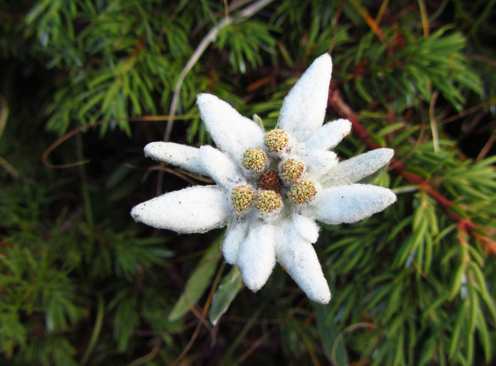 Natur Schweiz Edelweiss Natur Schweiz Edelweiss