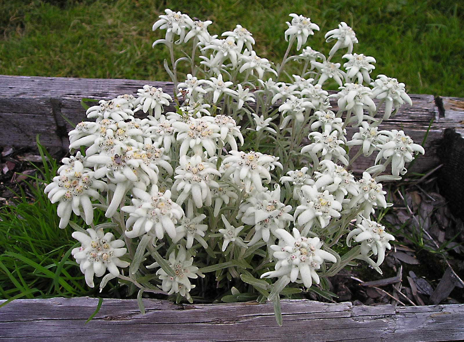 Edelweiss Edelweiss