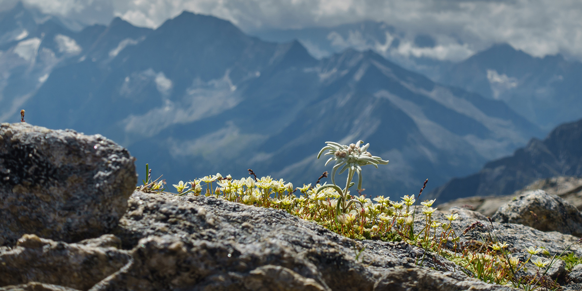 Edelweiss eingebettet in der Berglandschaft