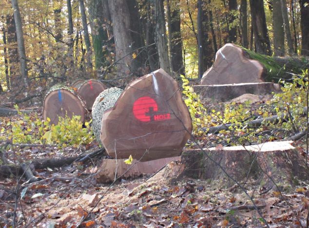 Schweizer Holz Eiche Schweizer Holz Eiche