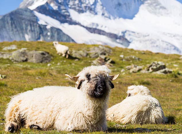 Schwarznasenschaf aus dem Wallis Schwarznasenschaf aus dem Wallis
