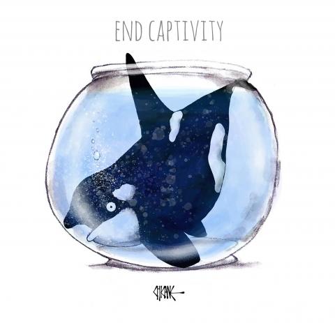 Frightened killer whale trapped in a small fish bowl.