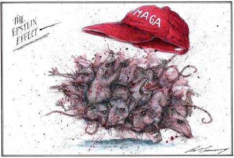 MAGA rats fight each other.