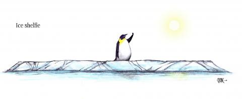 A solo selfie-taking penguin on a small block of ice floating away.