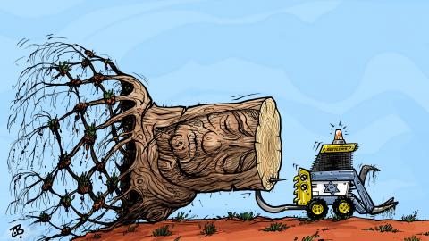 Uprooted Olive Tree 
