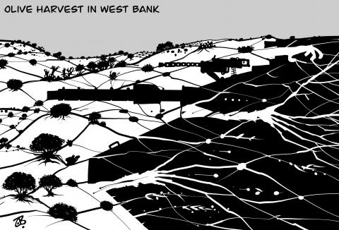 Olive Harvest in West Bank 
