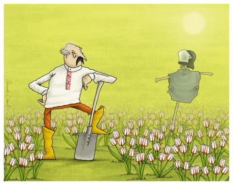 Alexander Lukashenko works in his garden. He grows white-red-white tulips.