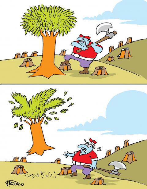 forest deforestation