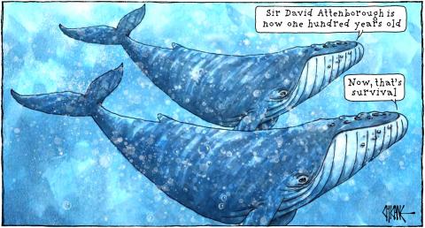 Two Humpback whales discussing Sir David Attenborough's 100th birthday milestone with one commenting..."Now, that's survival."