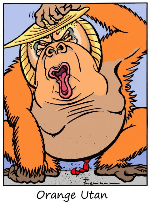 donald trump caricature as an orang utan