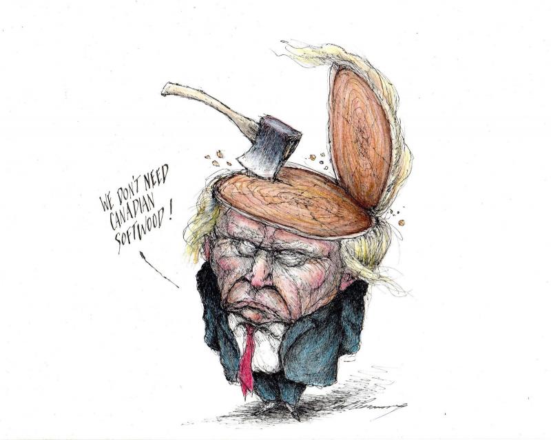 Trump with a hatchet in his head showing a cross-section of softwood.