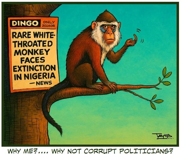 Cartoon%20-%20White%20Throated%20Monkey%20faces%20extinction%20in%20Nigeria.jpg