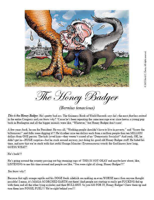 Honey Badger Description and Illustration