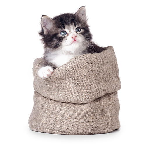 Generic placeholder image