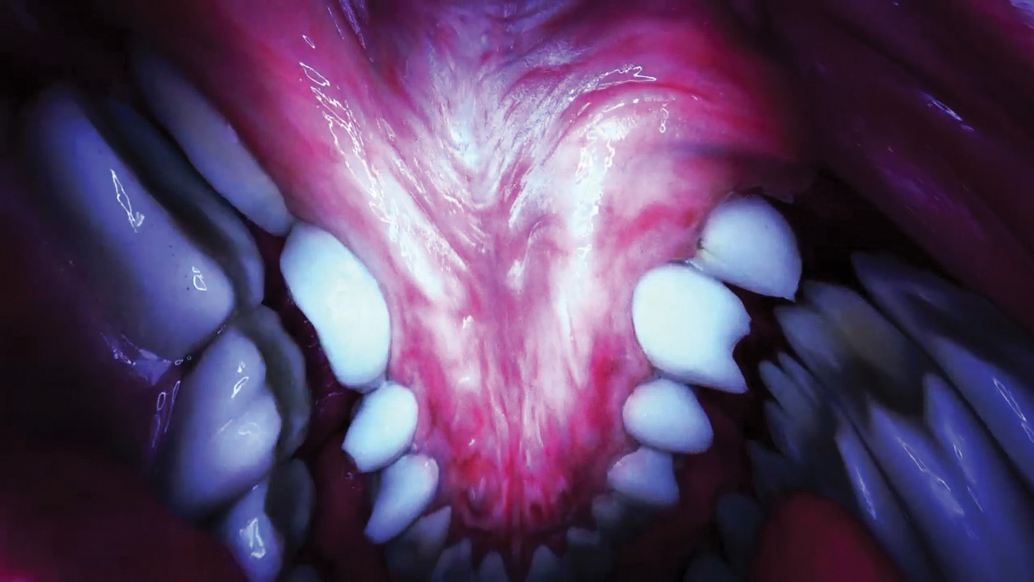 For Björk’s Mouth Mantra video, director Jesse Kanda filmed from inside a model of the singer’s mouth. Visitors to the Björk Digital show can experience a VR version
